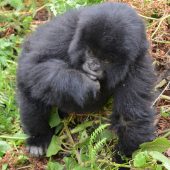  Juvenile Gorilla (Congo)